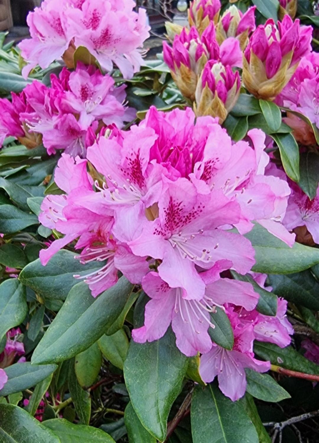 Begonia Cottage Briston Zewnętrze zdjęcie